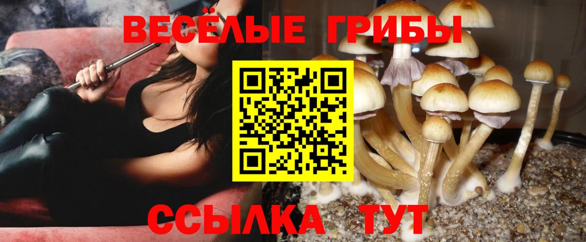 Галлюциногенные грибы MAGIC MUSHROOMS  Вход с VPN  Горячий Ключ  Псилоцибиновые грибы прущие грибы 